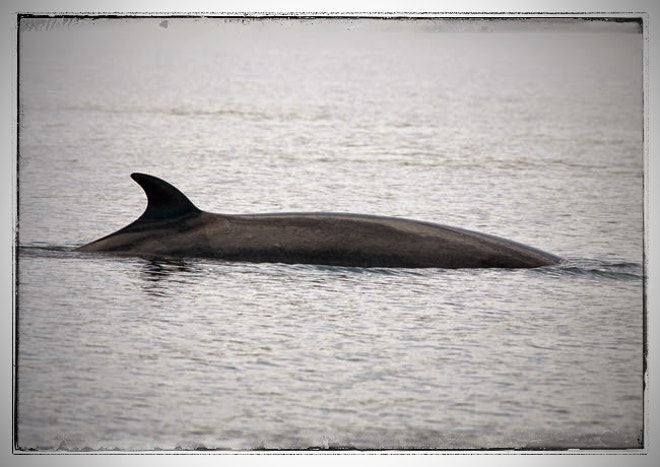 Whale Watching 3 Hours