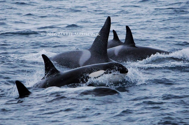 Whale Watching Grundarfjordur