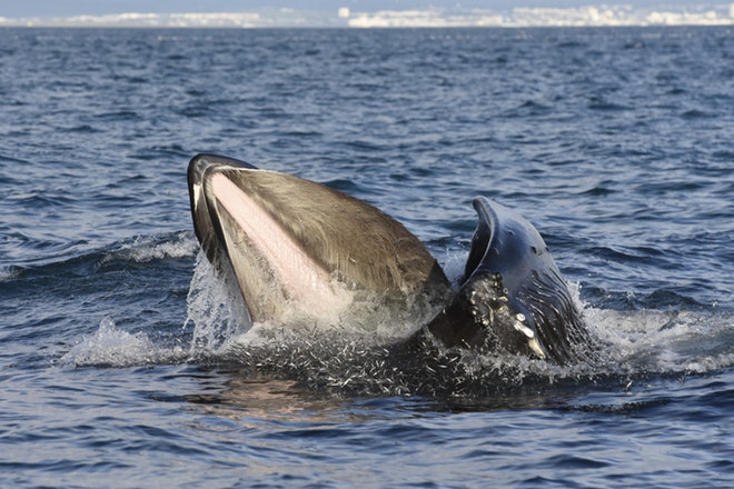 Golden Circle And Whale Watching