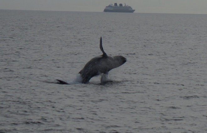 Whale Watching & Northern lights Combo