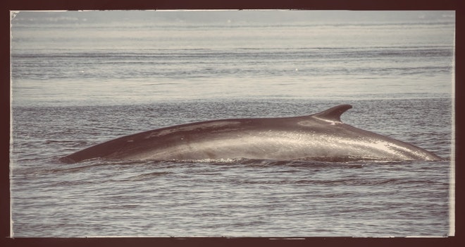 Whale Watching & Northern lights Combo