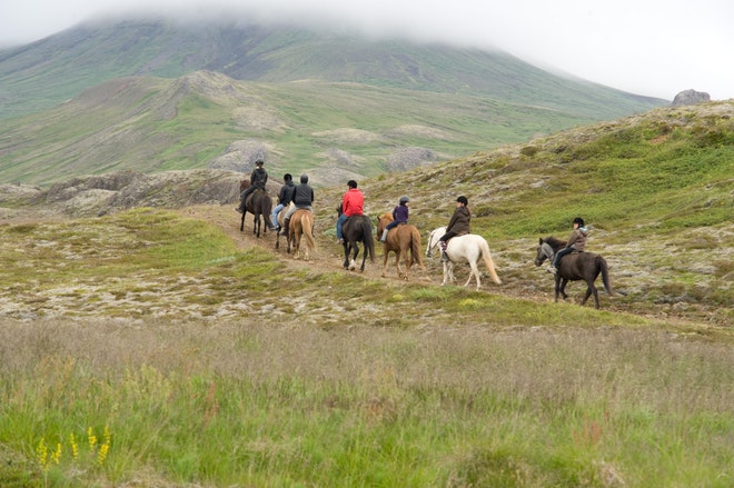 Viking Horse Riding Tour and Golden Circle