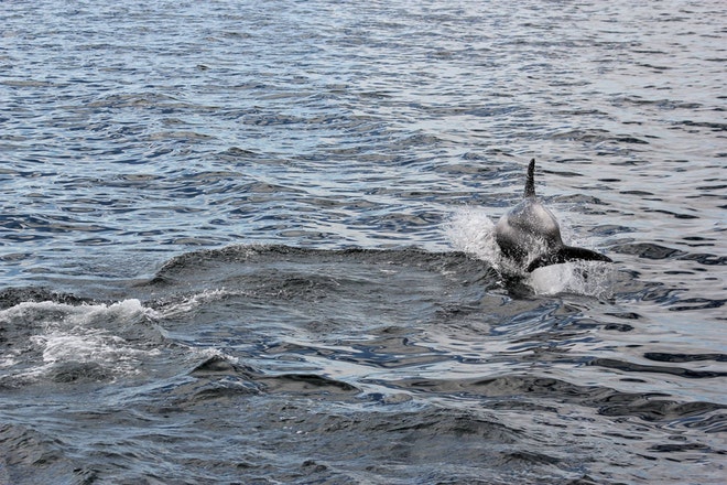 Whale Watching 3 Hours