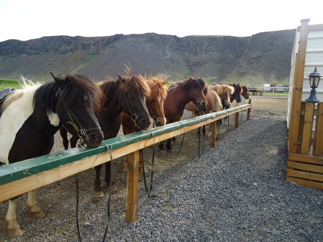 1 Hour Horse Riding Tour