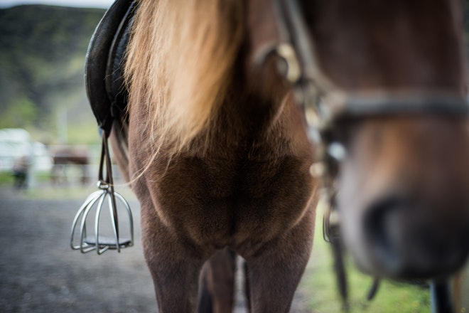 Visit our stable in Reykjavik ( Special Photo tour ) Pickup included in Price