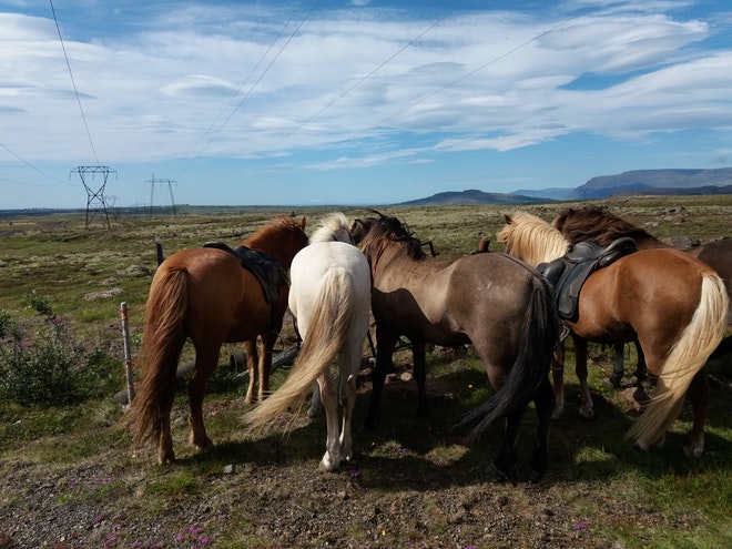 Riding over Lava fields (2 days)