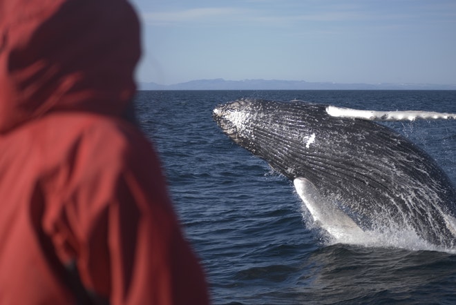 Best of Iceland -  Summer special (Golden Circle, Whale Watching & South Coast)