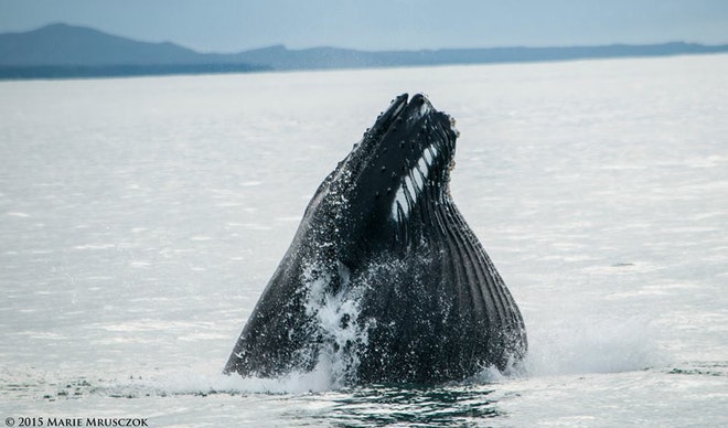 Whale Watching Olafsvik