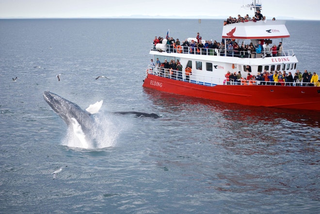 Whale Watching and Golden Circle