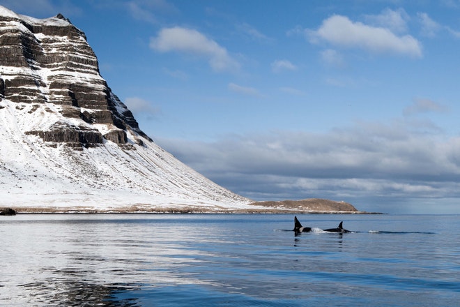 Whale Watching Grundarfjordur