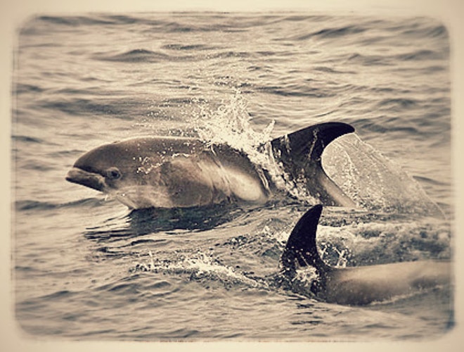 Whale Watching & Northern lights Combo