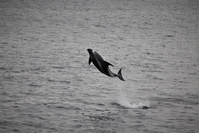 Whale Watching & Northern lights Combo