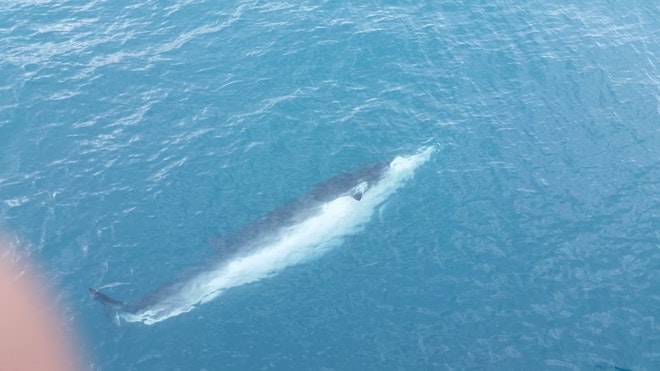 Whale Watching & Northern lights Combo