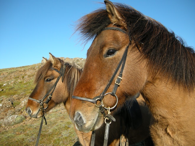 1 Hour Horse Riding Tour