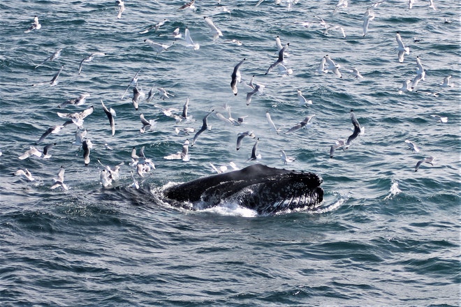 Whale Watching 3 Hours