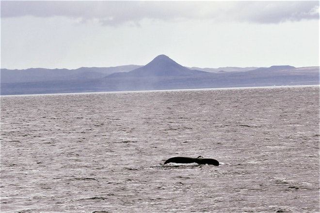 Whale Watching 3 Hours