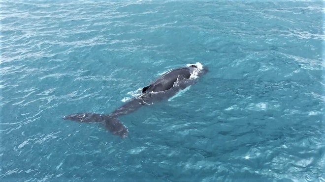 Whale Watching & Northern lights Combo