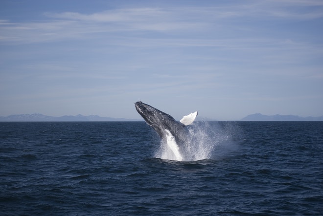 Whale Watching and Golden Circle