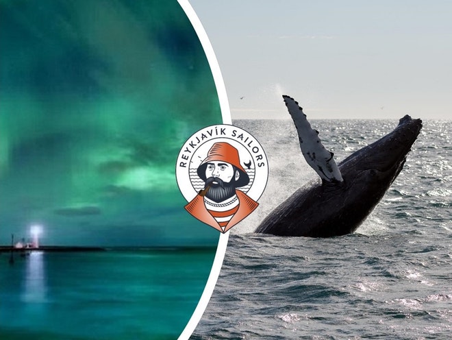 Whale Watching & Northern lights Combo