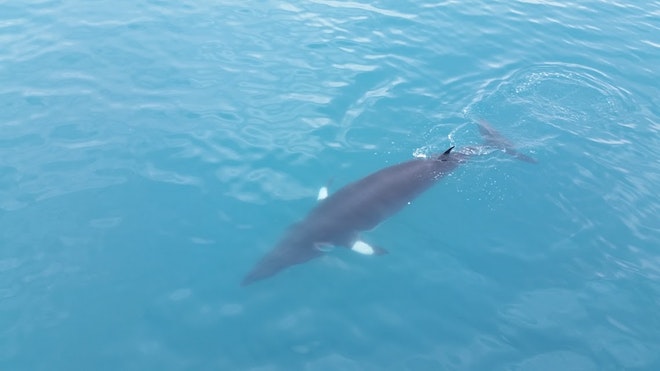 Whale Watching & Northern lights Combo