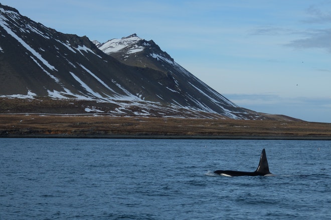 Whale Watching Grundarfjordur