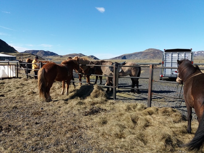 Landsmot 2018 / The National Icelandic Horse Competition 2018