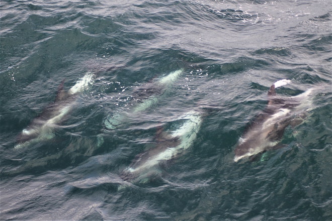 Whale Watching & Northern lights Combo