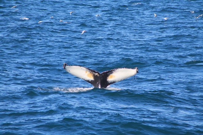 Whale Watching & Northern lights Combo