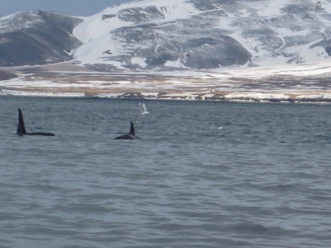 Whale Watching Holmavik