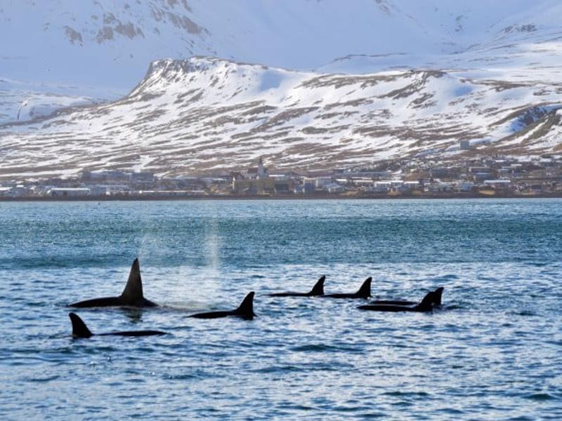 Whale Watching from Olafsvik and Grundarfjordur