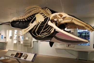 The Husavik Whale Museum