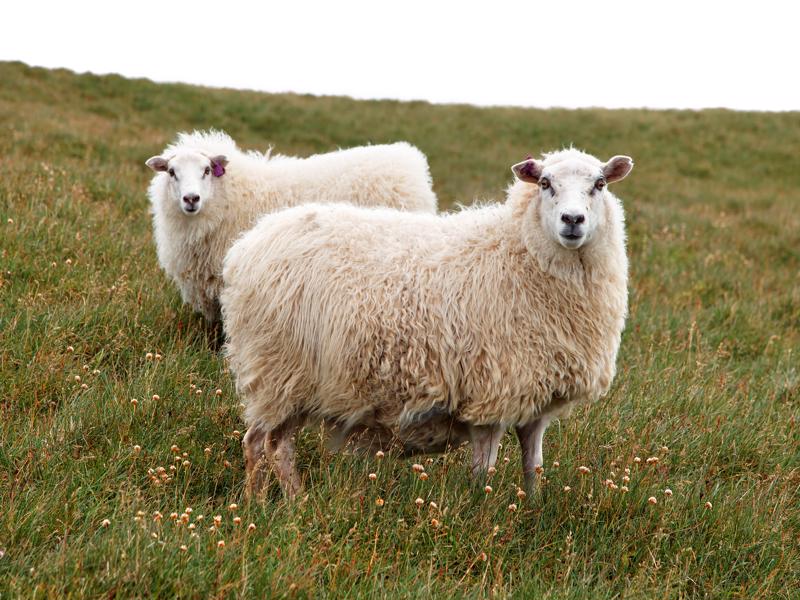 The Sheep Farming Museum