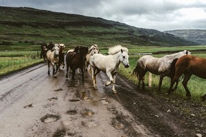 Horse Centre Borgartun - Akranes