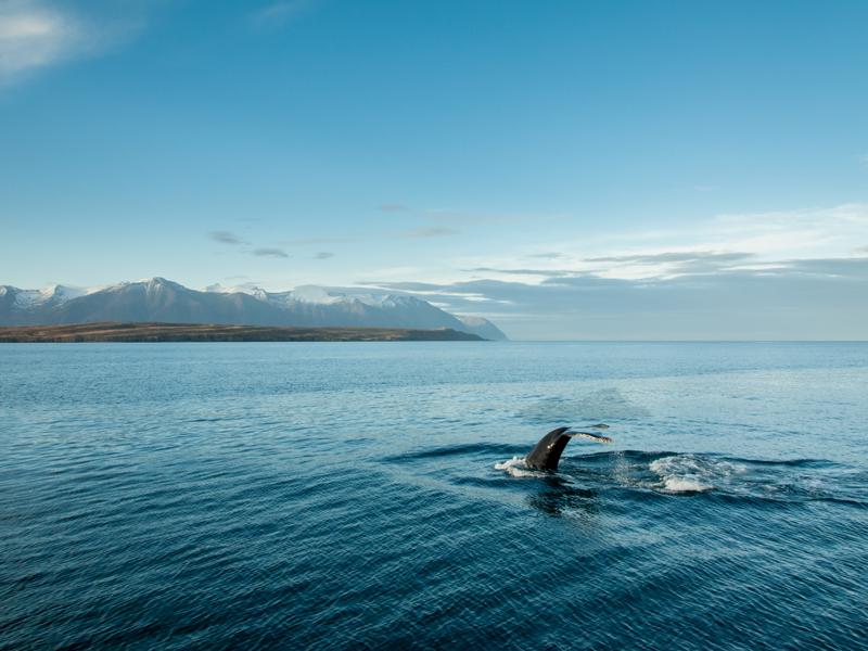 Whales and Puffins by RIB (Ridged Inflatable Boat)