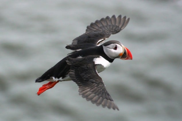 Islands and Bird Watching in Breidafjordur Bay