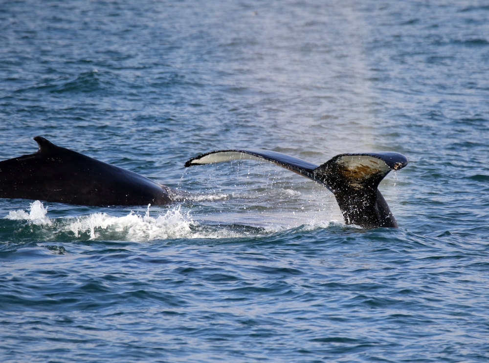 Husavik Whale Museum