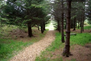 Halsaskogur Woodland (Hálsaskogur)