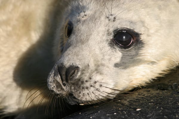 Ytri tunga Seals