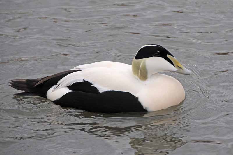 Kirkjubol (Kirkjuból) Eider Ducks