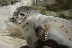 Seals at Illugastadir (Illugastaðir)