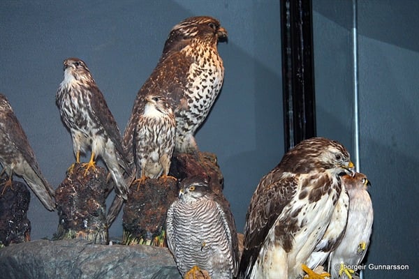 Sigurgeir’s Bird Museum at Mývatn