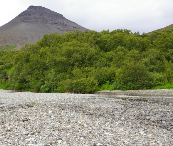 Baejarstadaskogur (Bæjarstaðaskógur) Forest