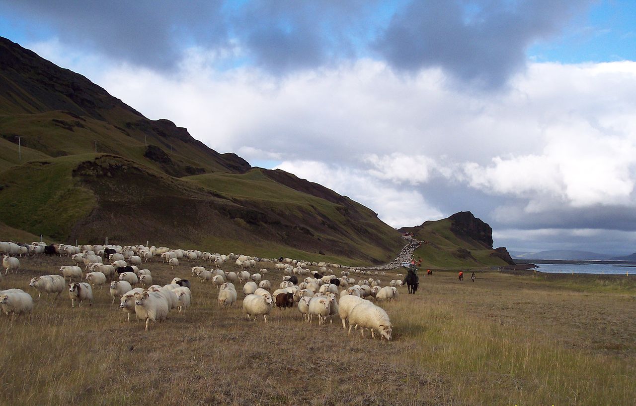 Gaukshofdi (Gaukshöfði) Panoramic Viewpoint