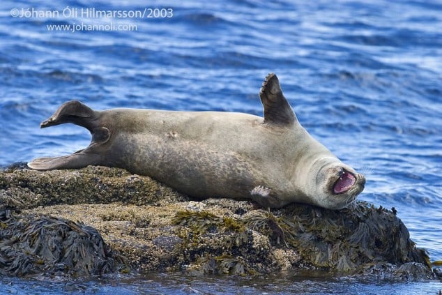 Husey (Husavik) Seal Watching