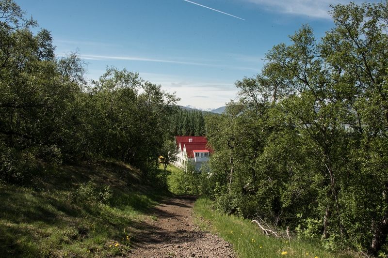 Hallormsstadaskogur Forest (Hallormsstaðarskógur)