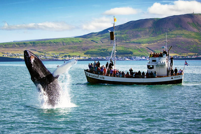 Husavik Whale Watching Boat Trips 